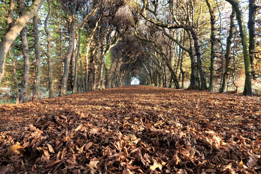 Haiku van 5 januari...