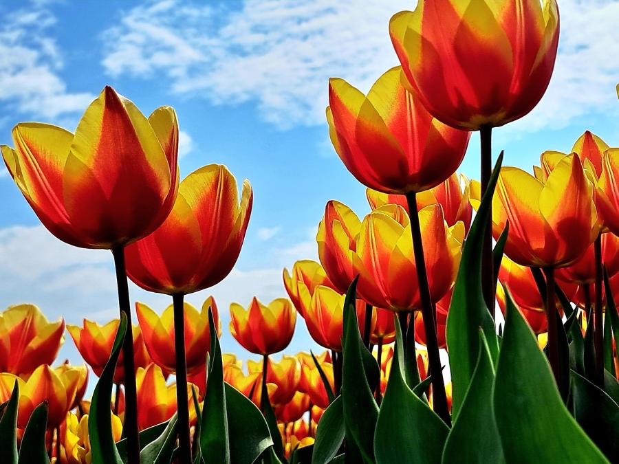 Koester je enthousiasme.