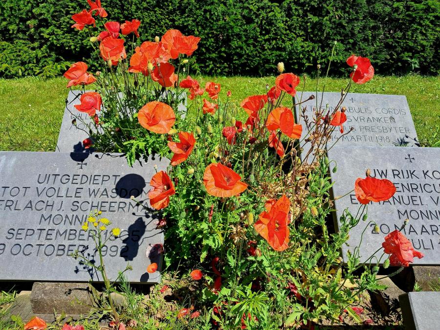 Haiku van 2 november...